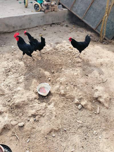 Austerlop 2 female egg laying and 1 male