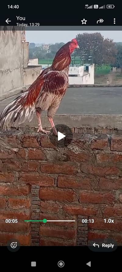 Top Quality Saleta murgha