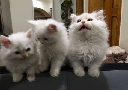 Persian kittens for sale