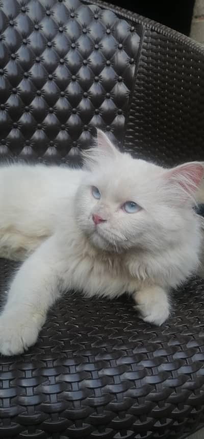 PERSIAN CAT