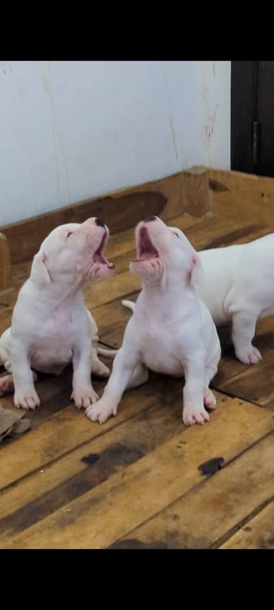 premium Dogo Argentino----champion bloodline