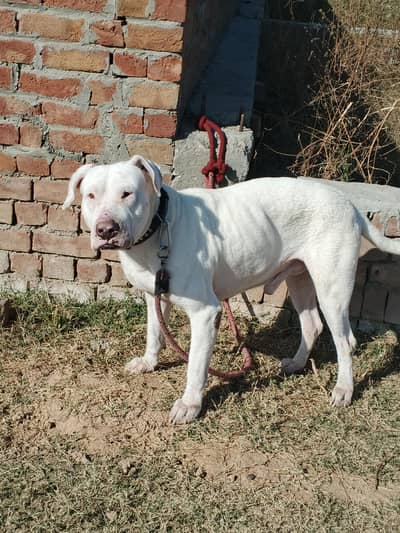 bully gulatir dog for sale 03197466703