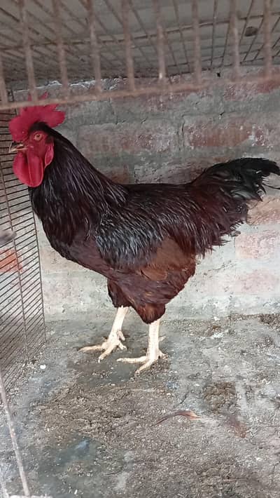 Rhode island red ( RIR )