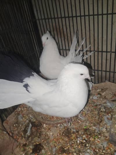 lucky pigeon 03201045171