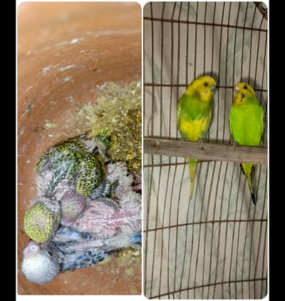 Australia pair with cage