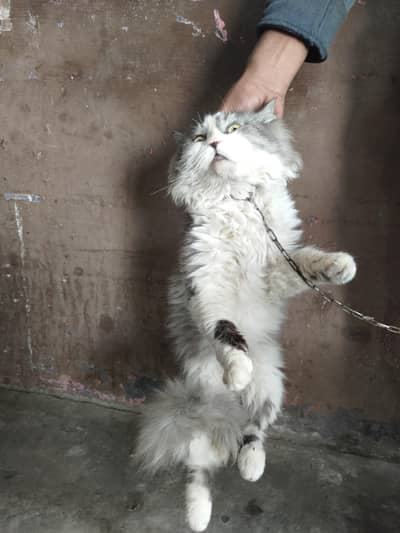 Persian wolf cat for sale