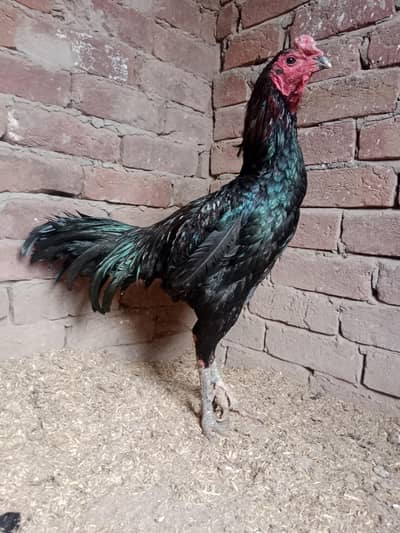 Veitnam Breeder Patha