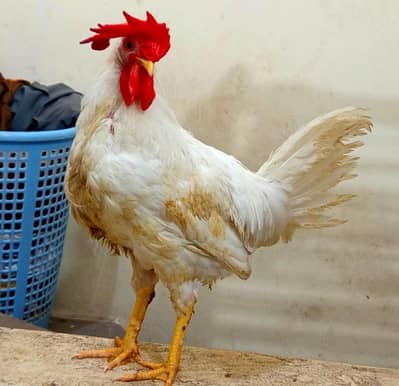 PURE Desi Chicken  MURGHA Healthy & Active