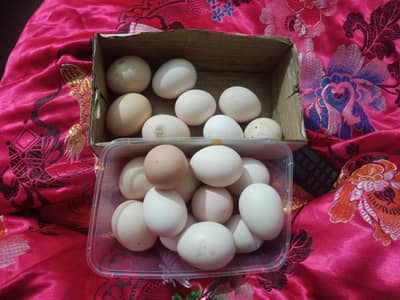 young healthy  birds Astralope aur Desi Misri set for sale