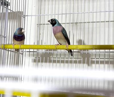 Gouldians Breeder Pairs