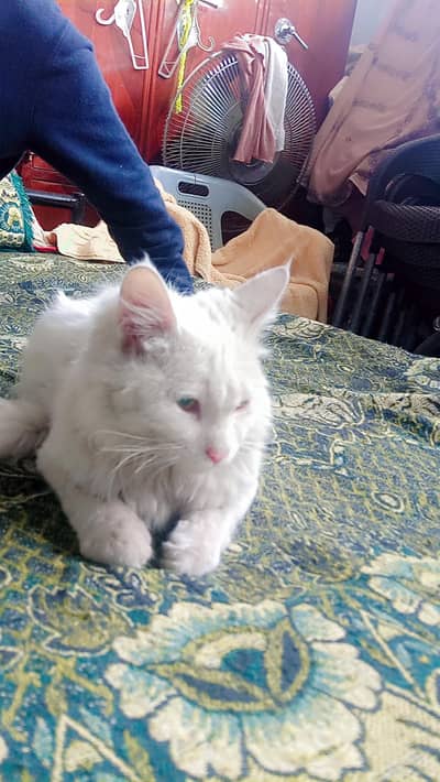 Best Persian cat