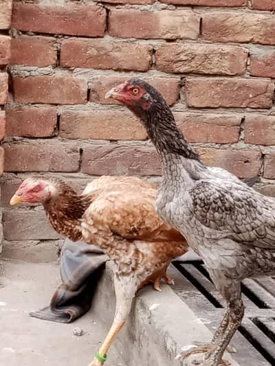 madi for sale long hight mazboot gand joor out standing