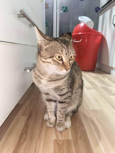 Domestic Cat up for adoption