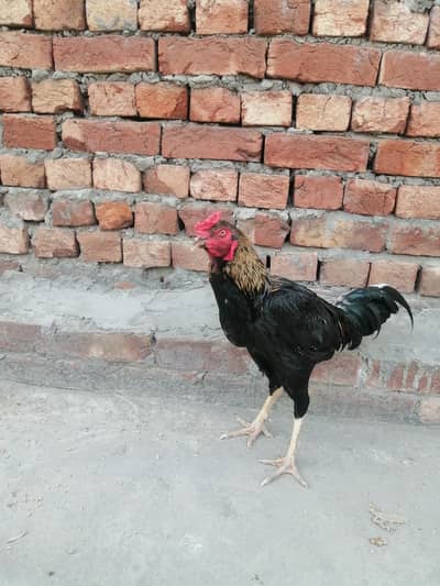 Mianwali and Thai cross aseel Murga hai urgent sale karna