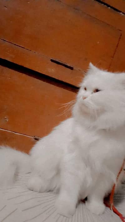 bread Persian Himalayan dubl colour eyes red and blue