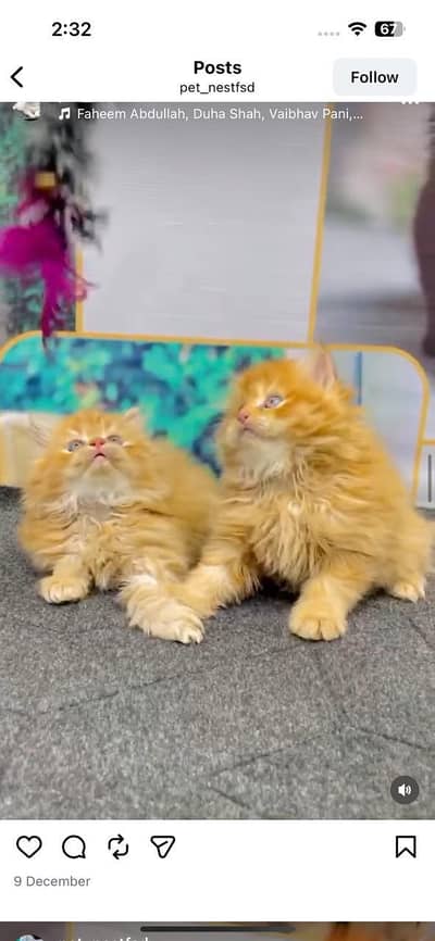 cash. on delivery Persian punch face triple coat cat kittens