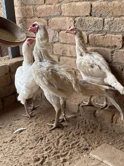 aseel Thai pair for sale in Lahore