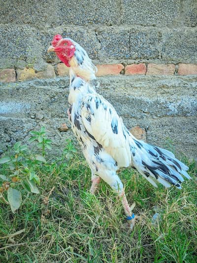 cheena mianwali aseel