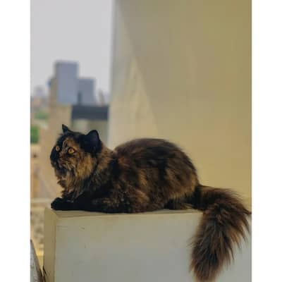 tortoiseshell cat