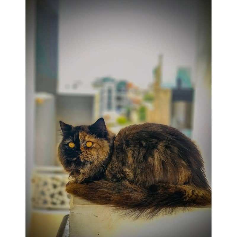 tortoiseshell cat 1