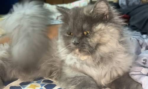 Triple coat Persian cat female