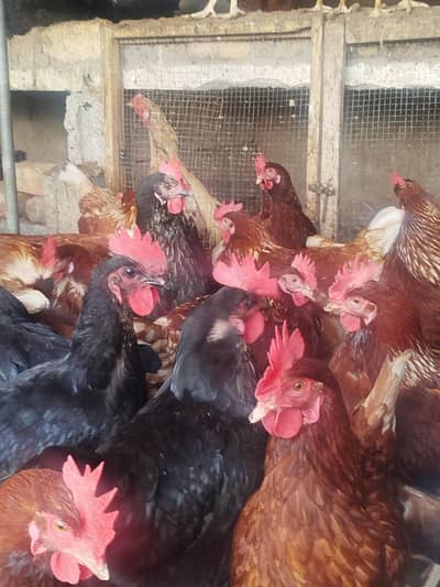 Lohman brown and black