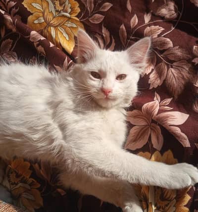 Beautiful and cute cat abailable for sale!