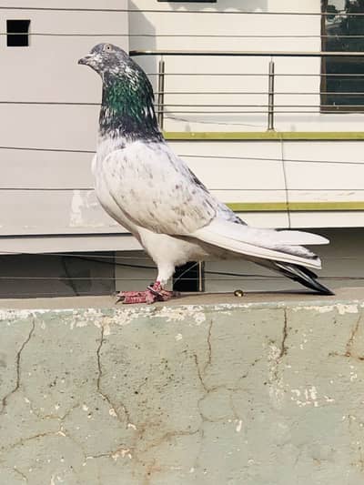 pigeon Tali waly kaboter
