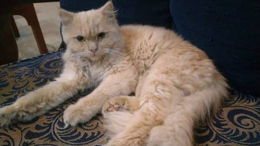 Persian Semi Punch (Double coated)