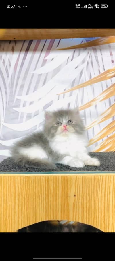 cash. on delivery Persian punch face triple coat cat kittens