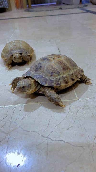 Tortoise