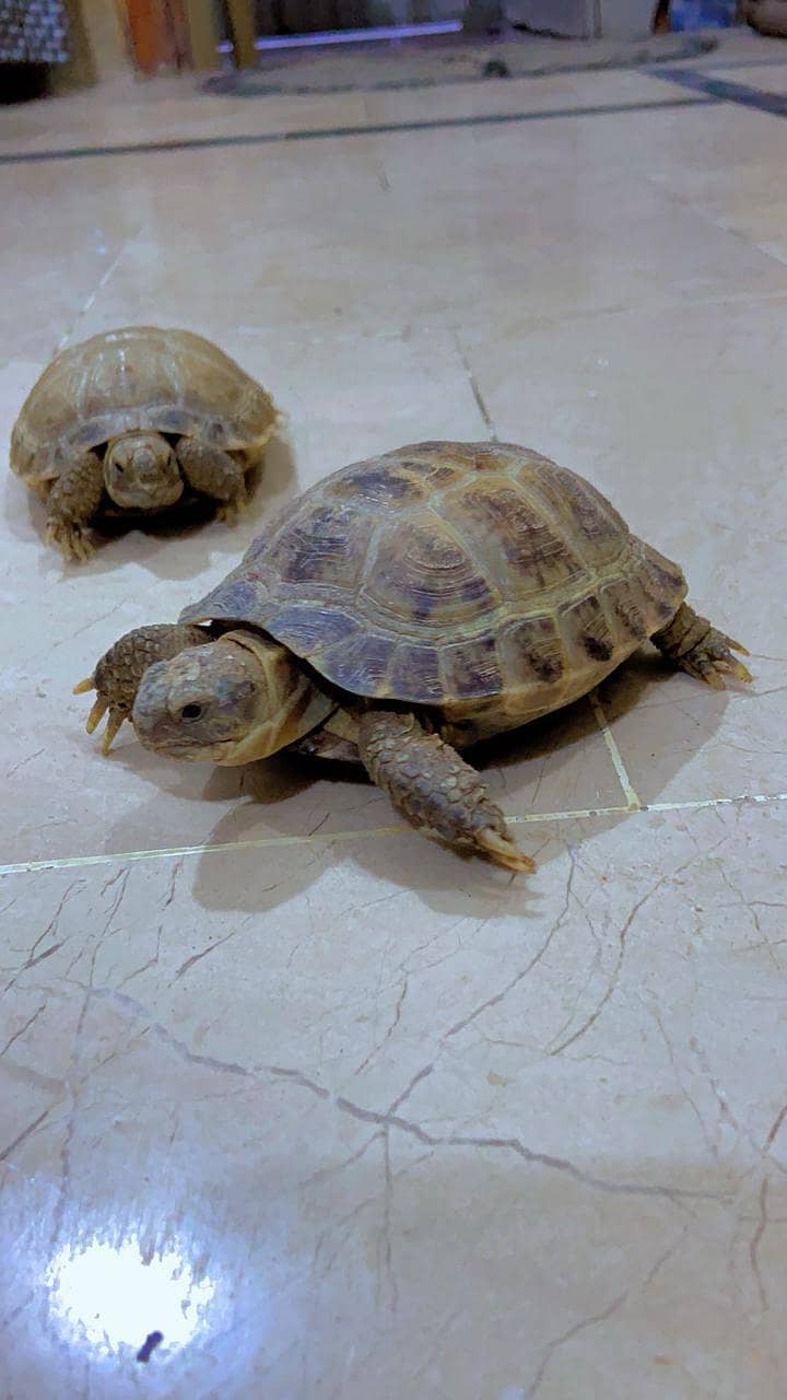 Tortoise 0