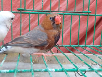 full orange working pair