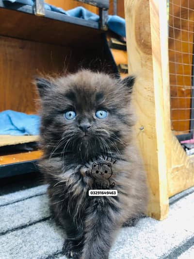 cash. on delivery Persian punch face triple coat cat kittens