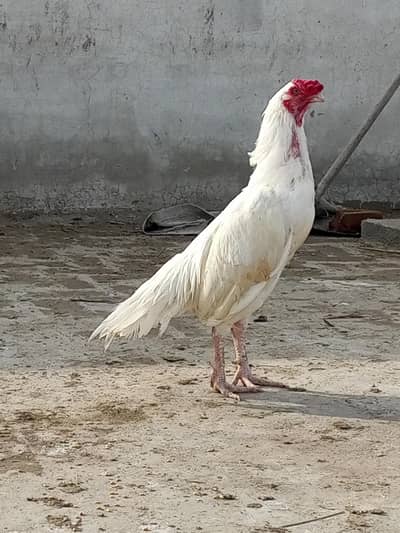 Exchange possible with other birds 0328/9986860