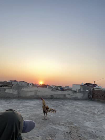 Aseel Murgha home breed