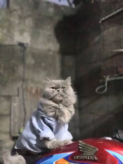 Punch face cat with 14 days black kitten