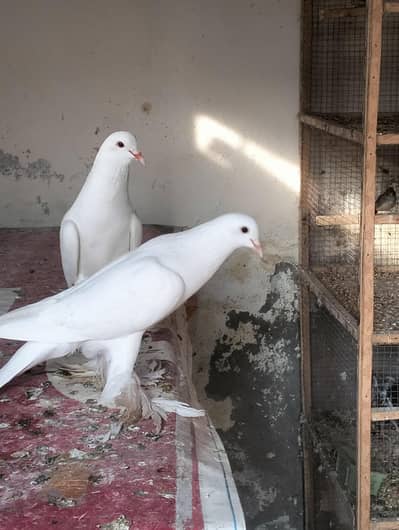 white pouter breader pair