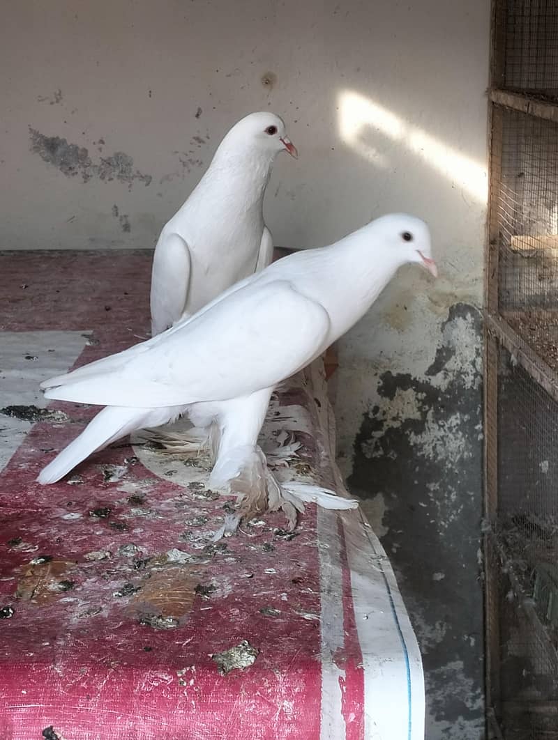 white pouter breader pair 1