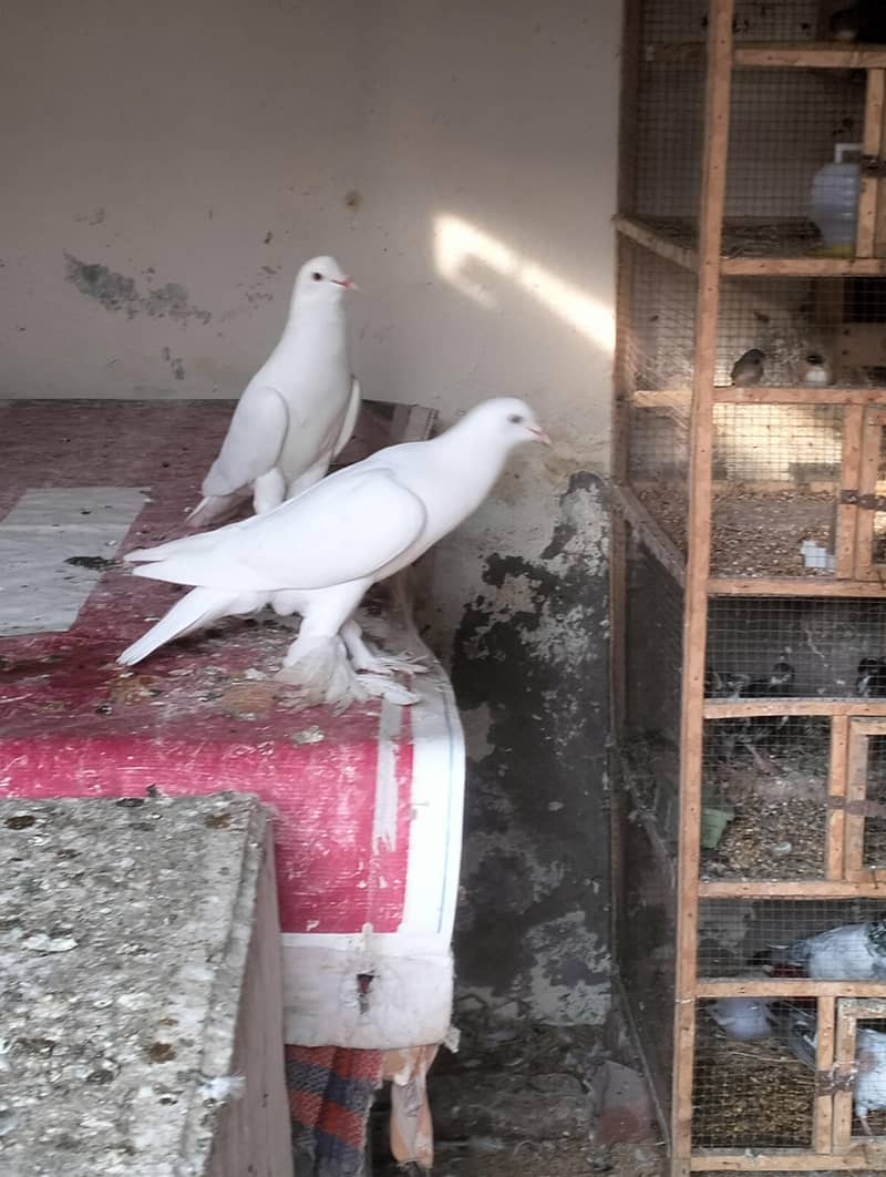 white pouter breader pair 2