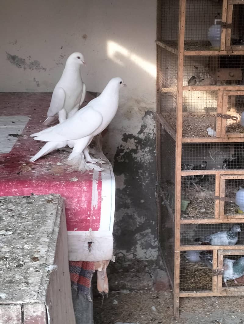 white pouter breader pair 3