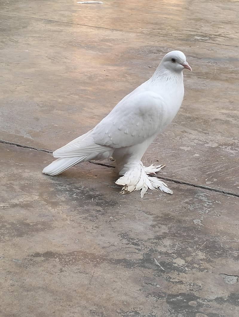 white pouter breader pair 5