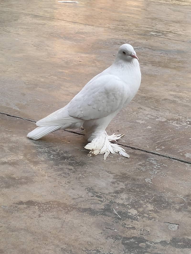 white pouter breader pair 6