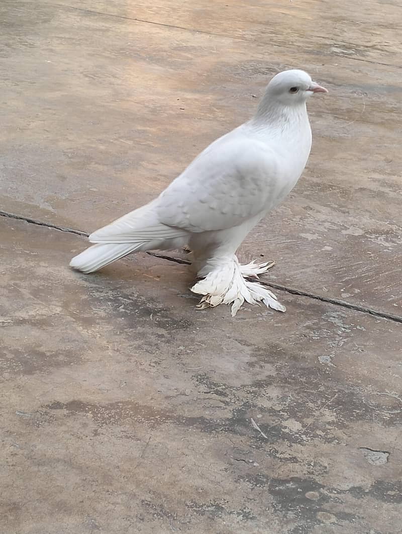 white pouter breader pair 7