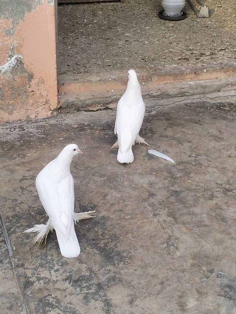 white pouter breader pair 8