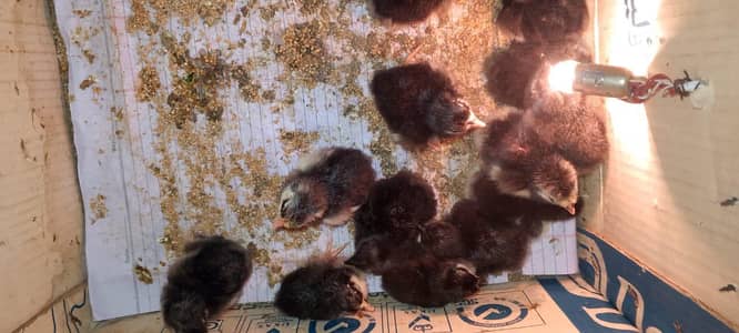 Australorp eggs and chicks