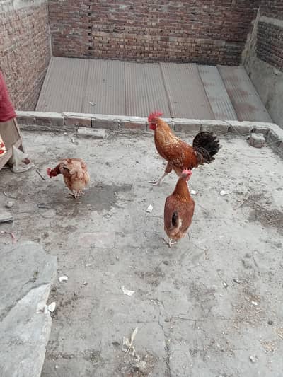 murga murgi in golden colour