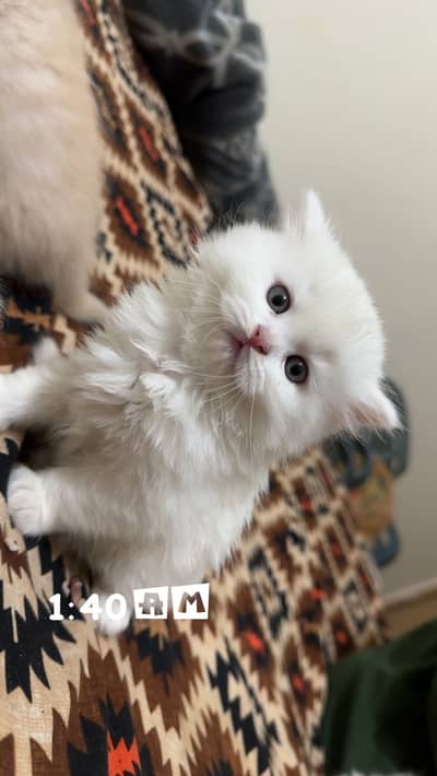 White and ginger persian Kittens