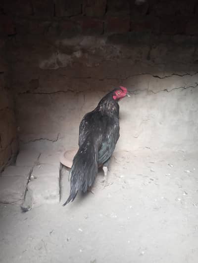 Miawali pathay or Murg Forsale