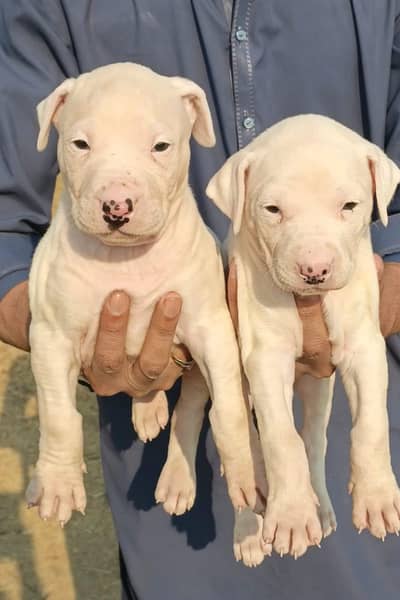 Guwahati gultair pair for sale